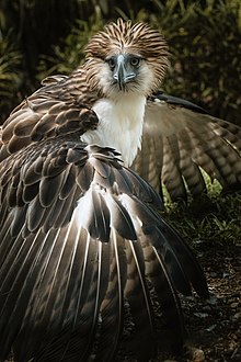 Philippine Eagle