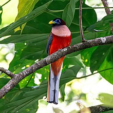 Philippine Trogon