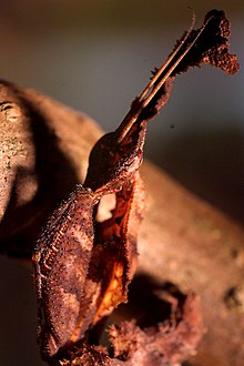 Ghost Mantis