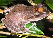 Fiji Ground Frog