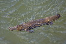 Platypus