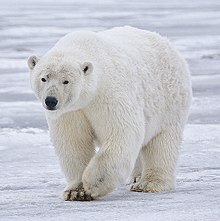 Polar Bear Meat