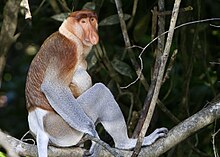 Proboscis Monkey