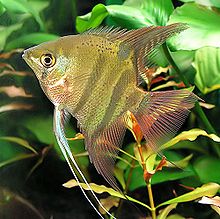 Leopoldi Angelfish
