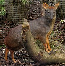 Pudú