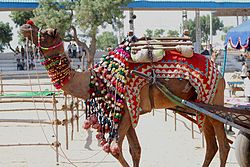 The Pushkar Camel Fair