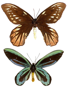 Queen Alexandra's Birdwing