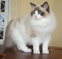 Ragdoll Cat