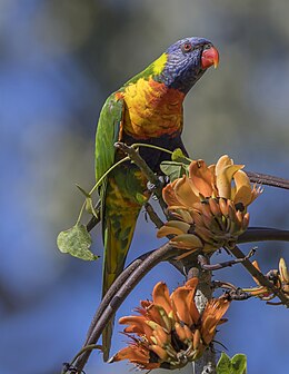 Rainbow Lorikeet