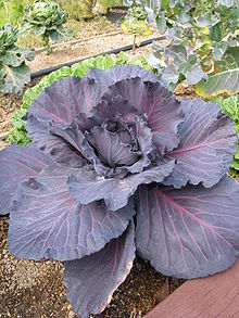 Red Cabbage