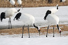 Red-crowned Crane