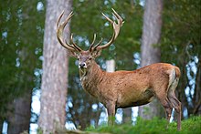 Red Deer