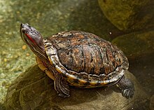 Red-Eared Slider