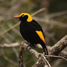 Regent Bowerbird