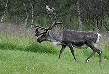 Reindeer Sausage