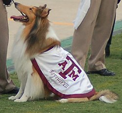 Texas A&M University's Reveille