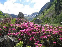 Rhododendron 'Gibraltar'