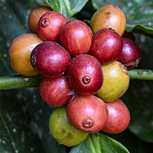 Robusta