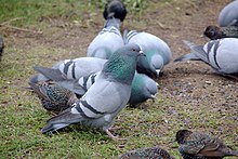 Rock Pigeon