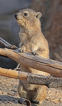 Rock Hyrax