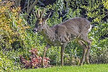 Roe Deer