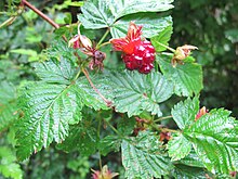 Wild Berries