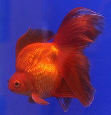 Ryukin Goldfish