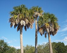 Sabal Palm