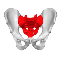 Sacrum