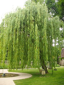 Corkscrew Willow