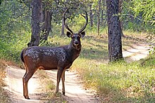 Sambar Deer