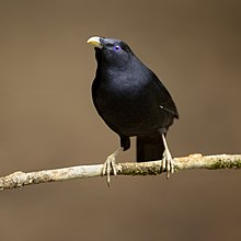 Satin Bowerbird