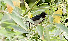 Scarlet-collared Flowerpecker