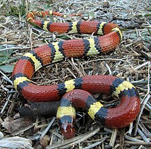 Scarlet Kingsnake