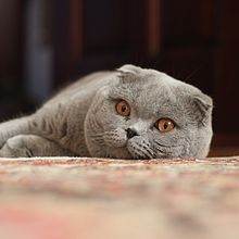 Scottish Fold