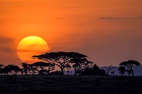 Safari in the Serengeti, Tanzania