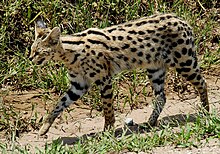 Serval