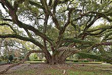 Seven Sisters Oak