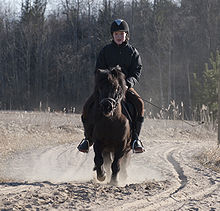 Shetland Pony