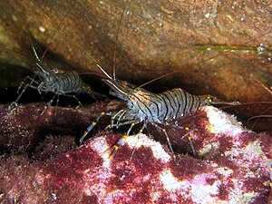 Grilled Shrimp