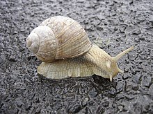 What do snails eat?