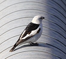 Snow Bunting