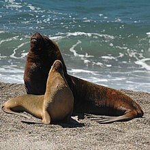 Chilean Sea Lion