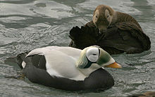 Spectacled Eider