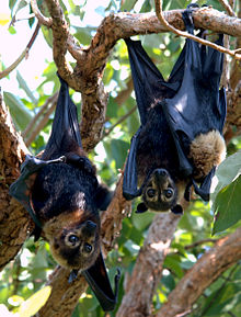 Spectacled Flying Fox