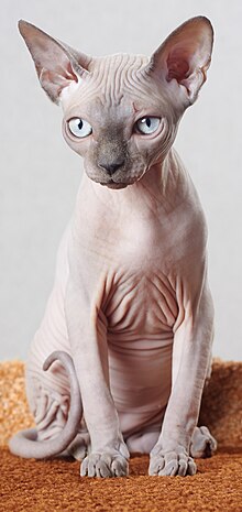 Sphynx