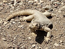 Spiny-tailed Lizard