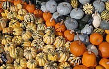 Squashes (including pumpkins)