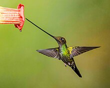 Sword-billed Hummingbird