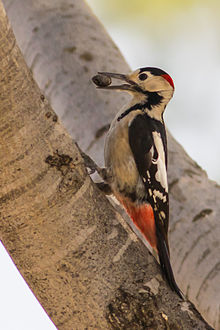 Syrian Woodpecker